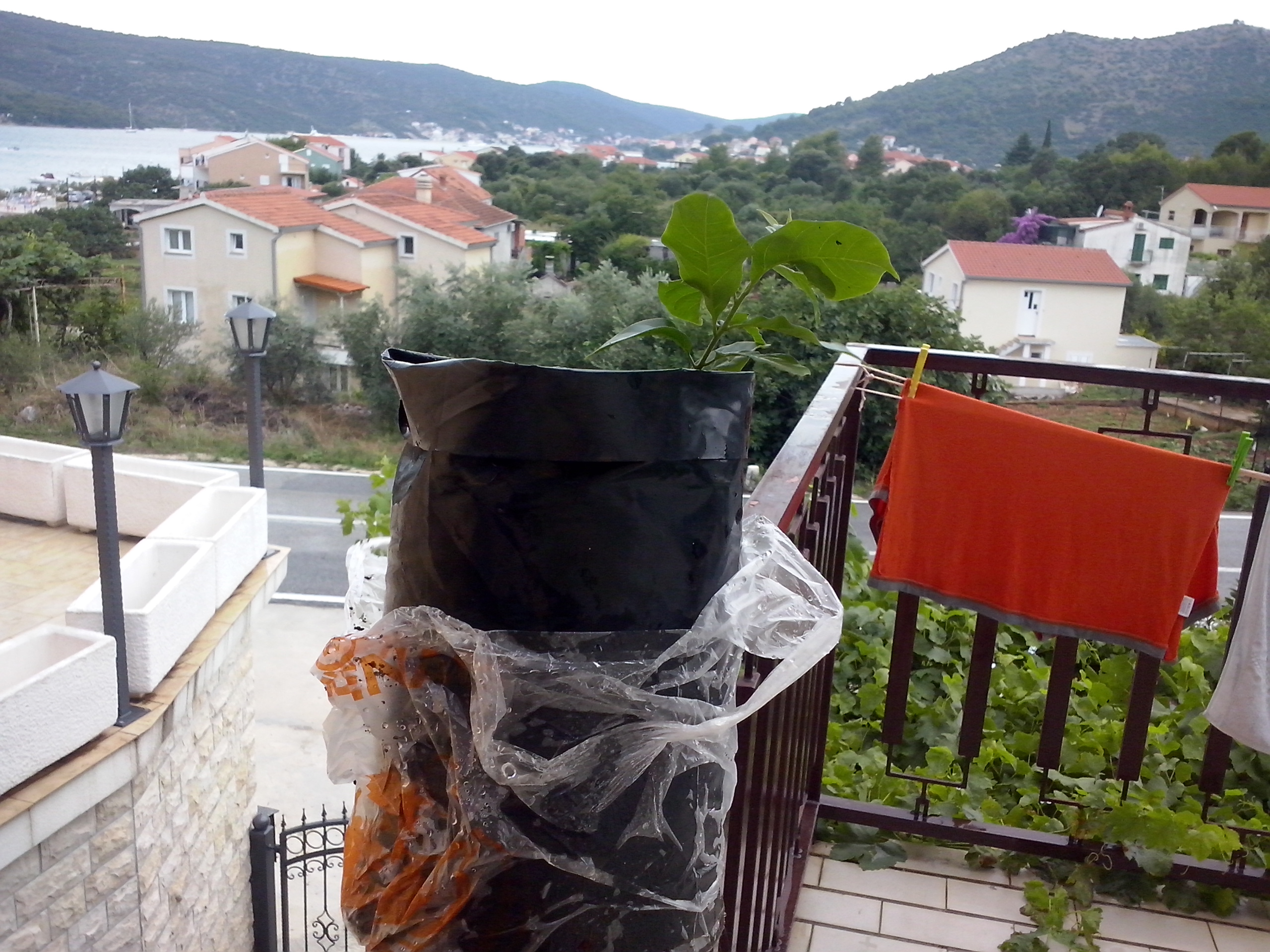 http://shramba.lovrenc.net/maxi/klepet/bugenvilija-1.jpg