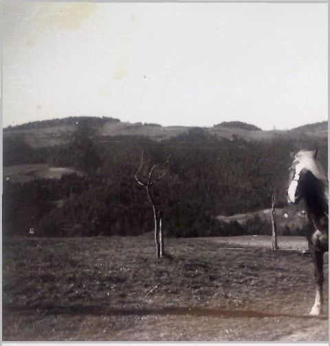 http://shramba.lovrenc.net/maxi/klepet/cam02265proti-rdecemu-br.jpg