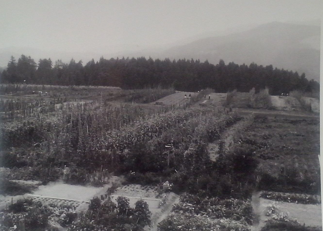http://shramba.lovrenc.net/maxi/klepet/cam04383-delo-na-polju-v.jpg