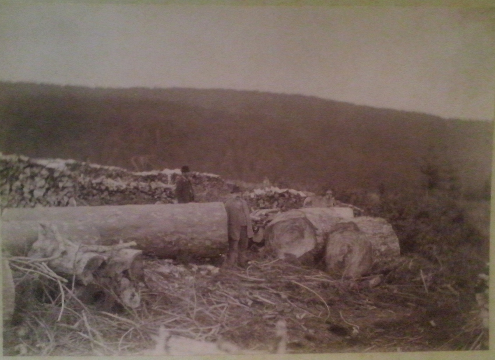 http://shramba.lovrenc.net/maxi/klepet/cam06822gozdni-pregledni.jpg