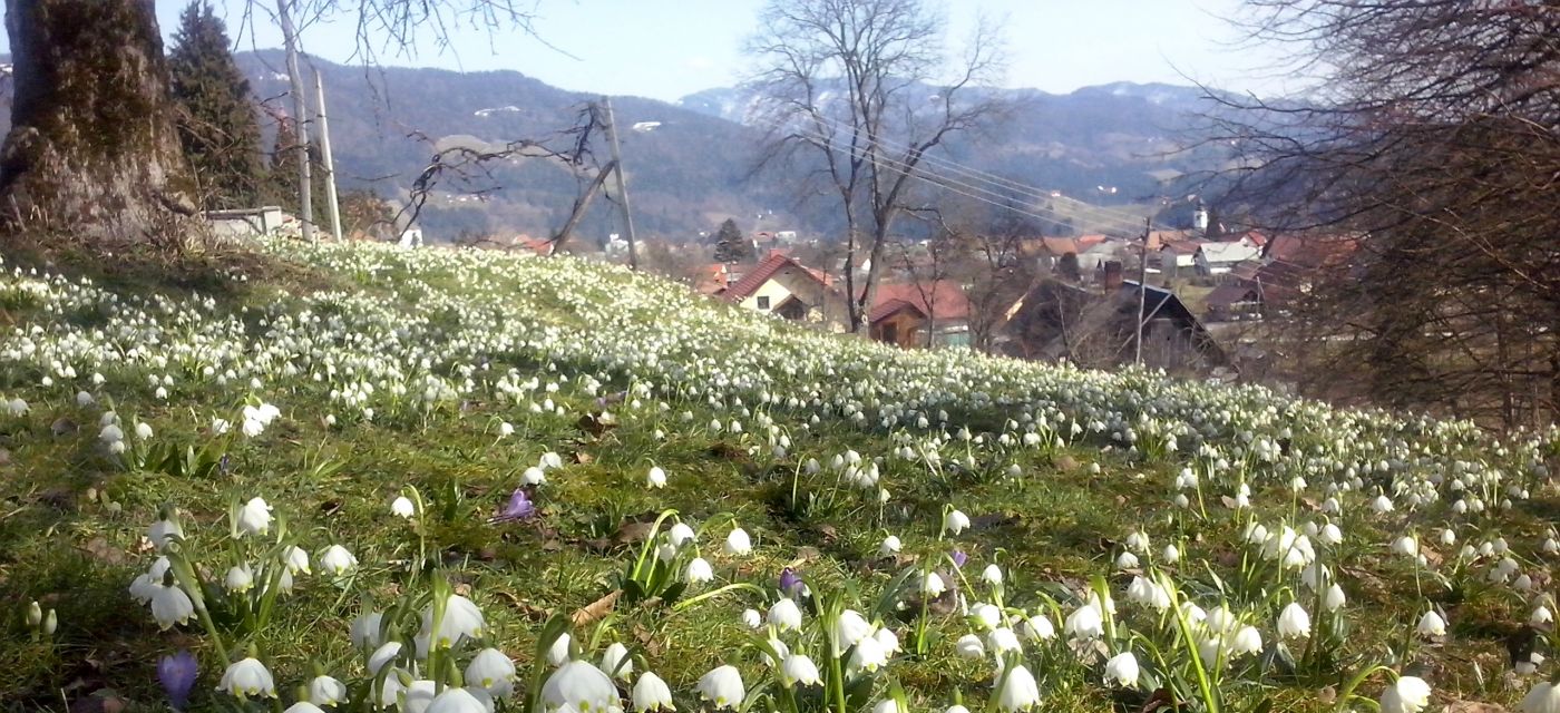 http://shramba.lovrenc.net/maxi/klepet/cam08755pomlad-od-pergar1.jpg