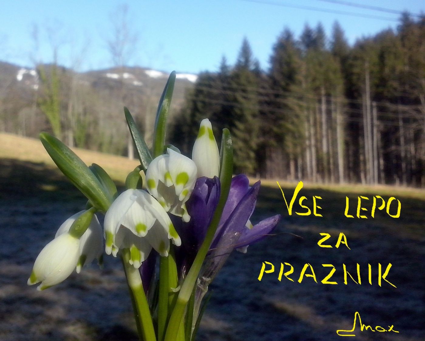http://shramba.lovrenc.net/maxi/klepet/camo08518-ze-prvi-zafran.jpg