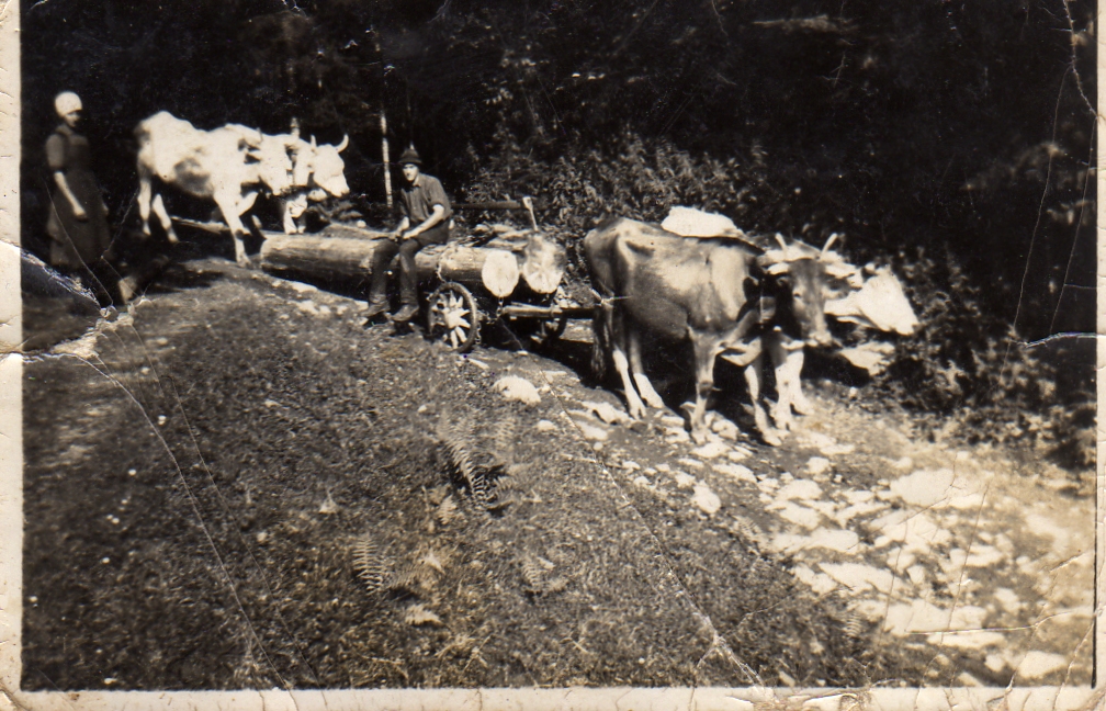 http://shramba.lovrenc.net/maxi/klepet/img325spravilo-lesa-pri-.jpg
