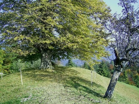 http://shramba.lovrenc.net/maxi/klepet/pic6905.jpg